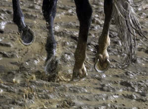 Horse Racing Picks For Sunday's Churchill Downs and Gulfstream Races 2 Horse Racing Picks Gulfstream