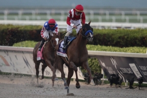 Tampa Bay Downs Picks & Gulfstream Predictions for Wednesday 2 Horse Racing Picks Gulfstream Park