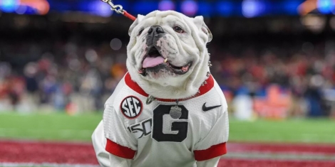 Georgia Bulldogs Odds